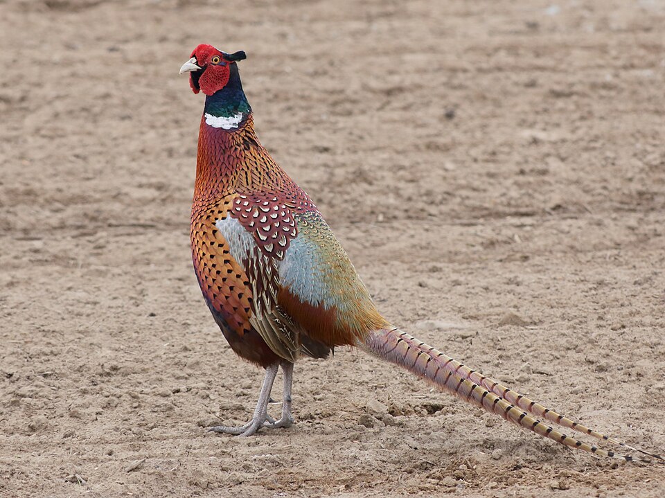 Ring-necked Pheasant, the state bird of South Dakota